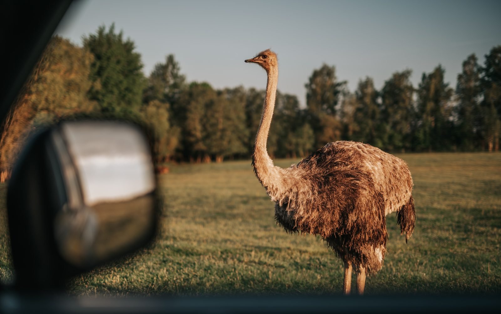Safari parkas - fully operational business for sale