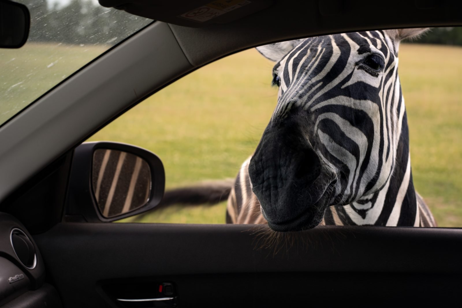 Safari parkas - fully operational business for sale